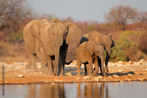 Photo: Elephants at waterhole, Etosha National Park Elephants at waterhole, Etosha National Park