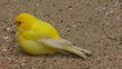 Kanarienvogel