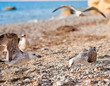 seagulls on the beach