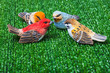 the birds in the meadow