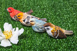 the birds in the meadow