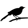 Amsel Vektor Silhouette