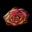 flower rose in color scope water
