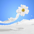 Image of milk splashes