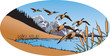 Canada Geese 2
