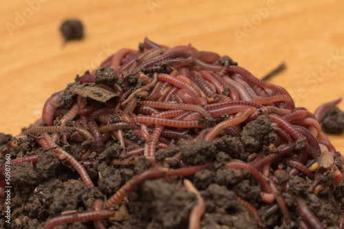 Photo: red worms in compost - bait for fishing red worms in compost - bait for fishing