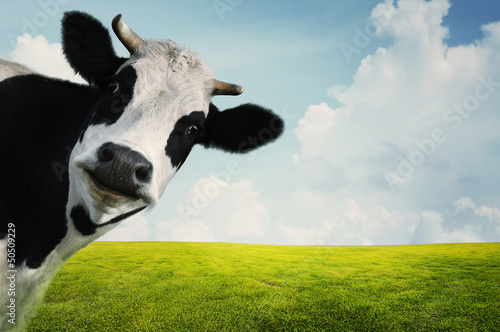 Photo: Cow Cow