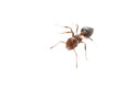 ant on a white background. macro