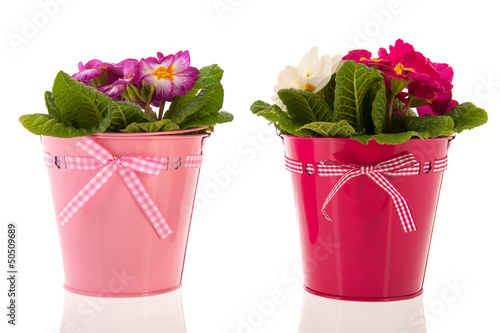 Photo: Colorful Primroses Colorful Primroses