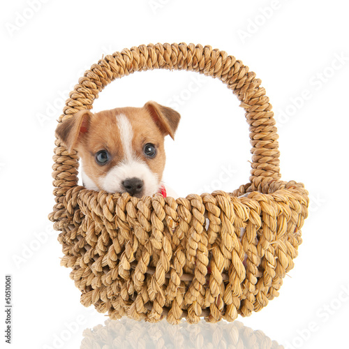 Photo: Jack russel puppy in basket Jack russel puppy in basket