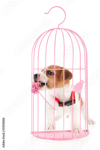 Photo: Jack Russel in romantic cage Jack Russel in romantic cage