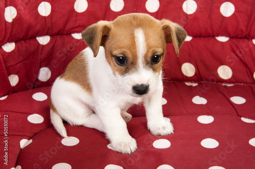 Photo: Red spotted pet bed with little puppy Red spotted pet bed with little puppy