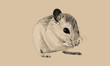 Mouse Sketch