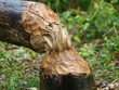 Tree felling by Beaver