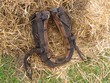 Collar horse.
