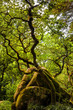 Forest in the park of Pena National Palace. Sintra, Portugal
