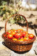 Foto: Tomatoes from the farm Tomatoes from the farm