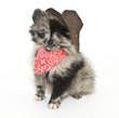 Cowboy Puppy