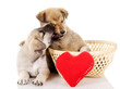 Valentine puppies iwith a heart. isolated on white