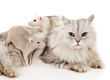 cat and mice together. isolated on white
