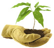 concept environnement, écologie, reboisement