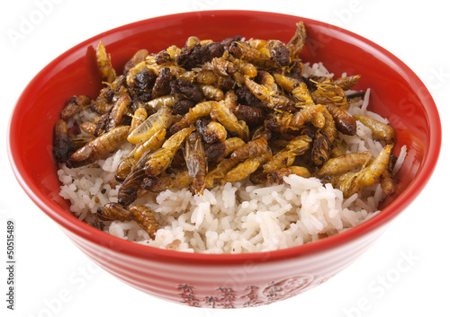 Photo: bol de riz et larves de guêpes frites bol de riz et larves de guêpes frites