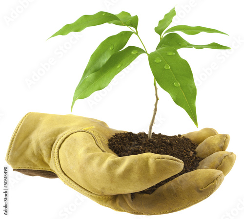Photo: concept environnement, écologie, reboisement concept environnement, écologie, reboisement