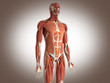 muscle man
