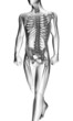 Illustration: human radiography scan human radiography scan