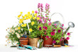 Gardening tools and flowers