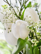 Tulpen