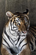 Portrait of a beautiful tiger
