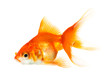 Gold fish