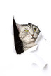 Katze schaut durch ein Loch im Papier