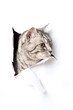 Katze durchbricht Papier - Cat breaks through paper