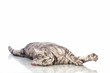 Photo: Liegende Katze - Lying cat Liegende Katze - Lying cat