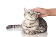 Katze wird gestreichelt