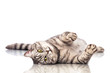 Liegende Katze - Lying cat
