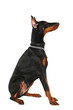 Dobermann sitzend