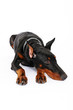 Dobermann liegend