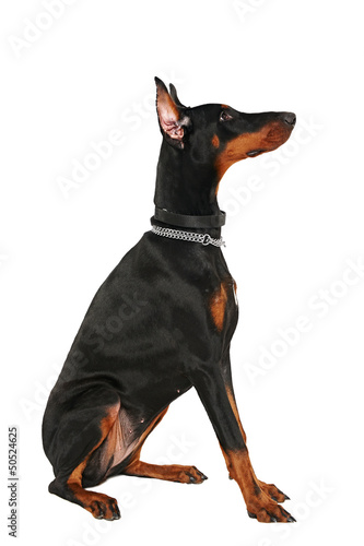 Photo: Dobermann sitzend Dobermann sitzend
