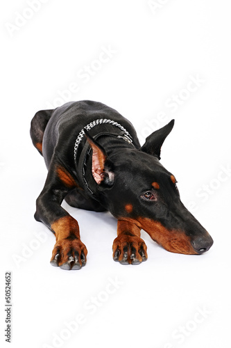 Photo: Dobermann liegend Dobermann liegend