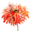 Colorful summer background with flowers