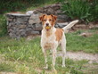 Cane in campagna