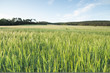 Windy grass field
