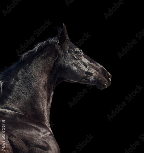 Photo: portrait of running sportive breed horse isolated portrait of running sportive breed horse isolated