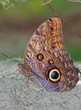 Owl Butterfly standing on the dry plants