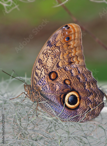 Photo: Owl Butterfly standing on the dry plants Owl Butterfly standing on the dry plants