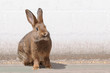 Foto: Junges Kaninchen Junges Kaninchen