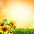 sonnenblume